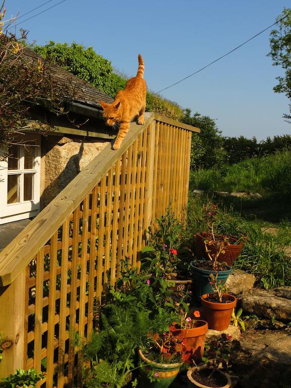 Borea Barn Vegetarian B&B St Ives  Exterior photo