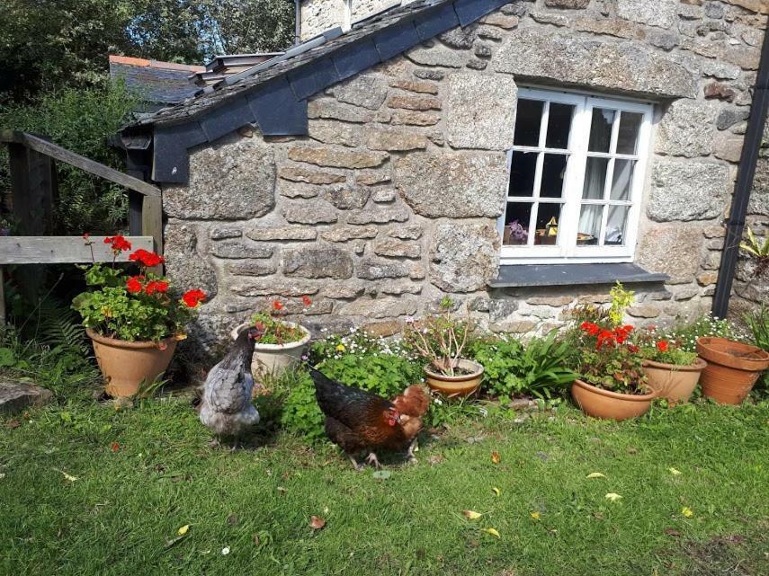 Borea Barn Vegetarian B&B St Ives  Exterior photo